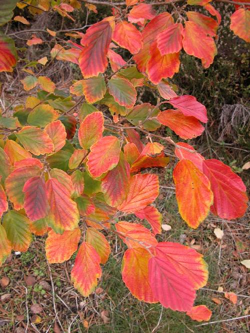 Vårtrollhassel (Hamamelis vernalis 'Sandra')